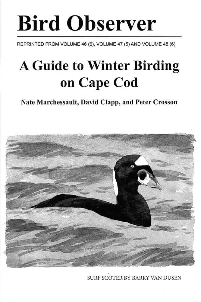 A Guide to Winter Birding on Cape Cod